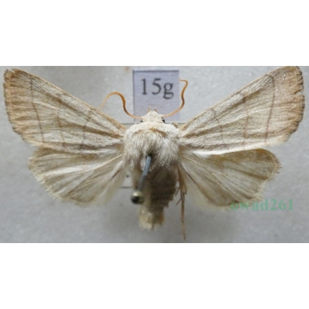 Charanyca trigrammica (Hufnagel, 1766) Światłówka potrójnica Czech15g